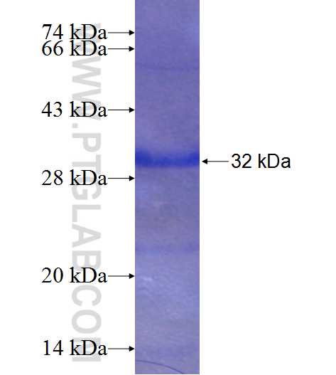 NRP1 fusion protein Ag23549 SDS-PAGE