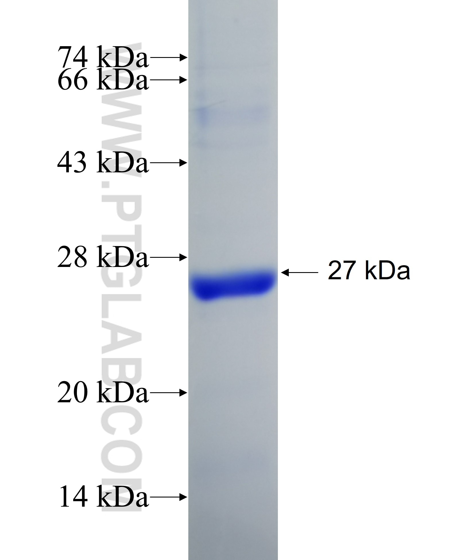 NRP1 fusion protein Ag23549 SDS-PAGE