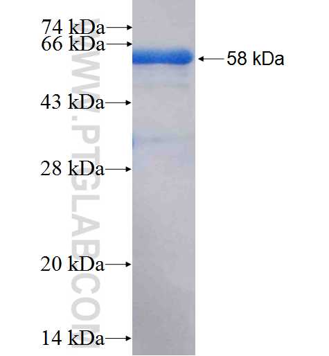 NRP2 fusion protein Ag25622 SDS-PAGE