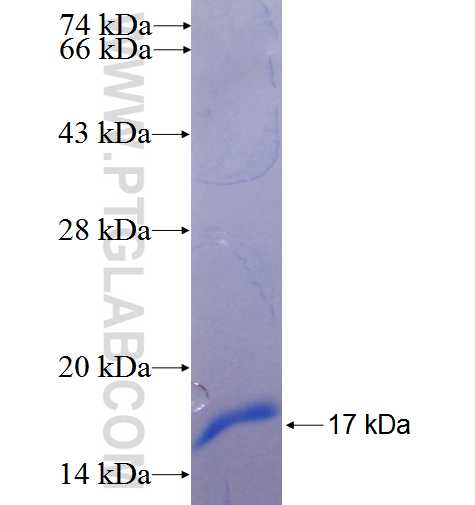 NRSN1 fusion protein Ag25972 SDS-PAGE
