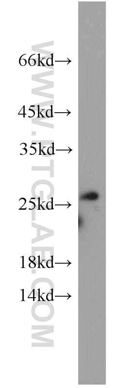 Western Blot (WB) analysis of human brain tissue using NRSN2 Polyclonal antibody (17574-1-AP)