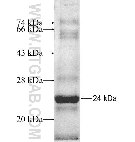 NRSN2 fusion protein Ag10387 SDS-PAGE