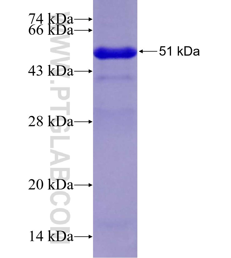NRX1A fusion protein Ag29332 SDS-PAGE NRX1A fusion protein Ag29332 SDS-PAGE