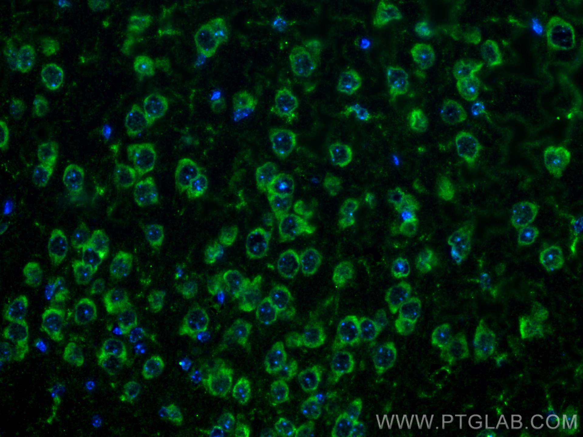 Immunofluorescence (IF) / fluorescent staining of mouse brain tissue using NRXN1 Polyclonal antibody (55051-1-AP)