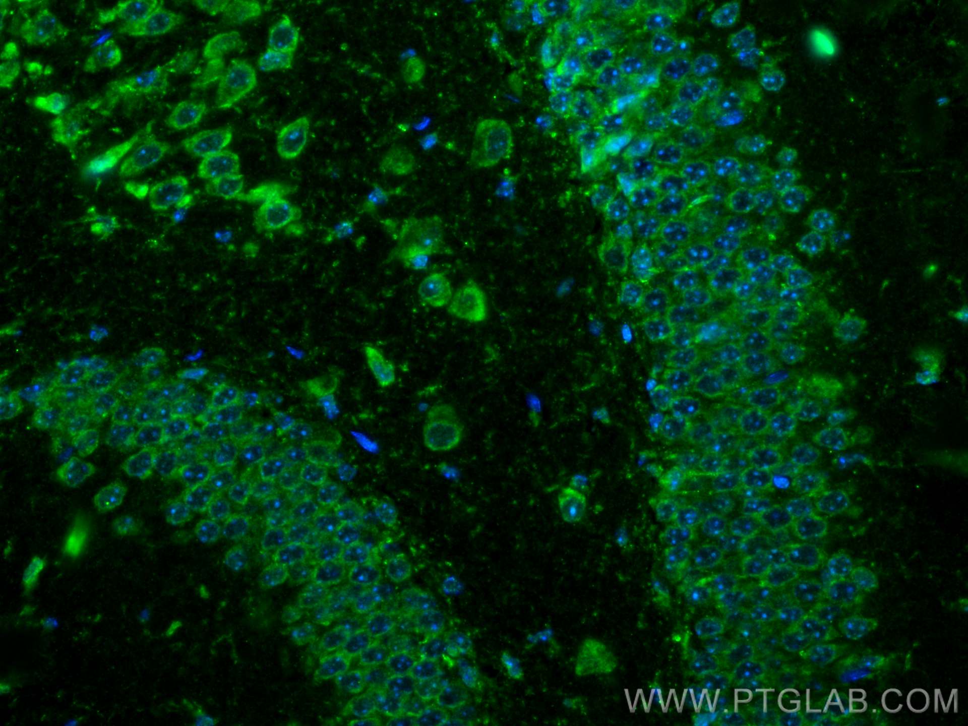 Immunofluorescence (IF) / fluorescent staining of mouse brain tissue using NRXN1 Polyclonal antibody (55051-1-AP)