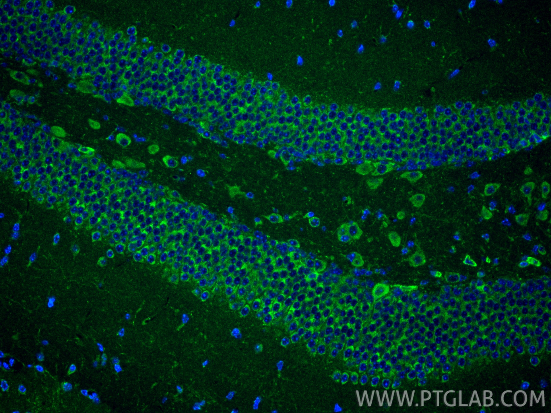Immunofluorescence (IF) / fluorescent staining of mouse brain tissue using NRXN1 Polyclonal antibody (55051-1-AP)