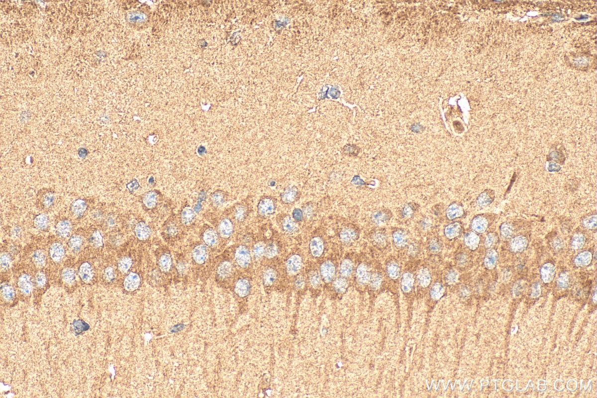 Immunohistochemistry (IHC) staining of mouse brain tissue using NRXN1 Polyclonal antibody (55051-1-AP)