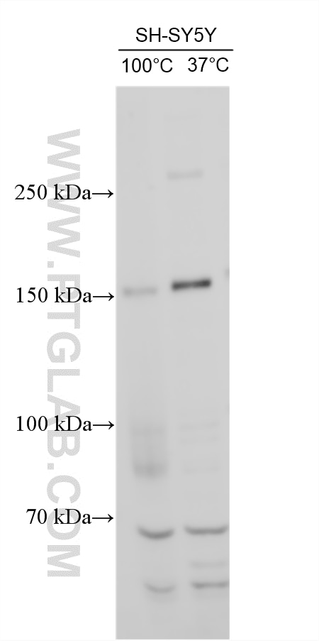 Various lysates were subjected to SDS PAGE followed by western blot with 55051-1-AP (NRXN1 antibody) at dilution of 1:500 incubated at room temperature for 1.5 hours. Western Blot (WB) analysis of various lysates using NRXN1 Polyclonal antibody (55051-1-AP)