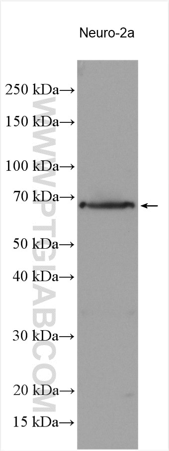 Western Blot (WB) analysis of various lysates using NRXN3 Polyclonal antibody (21849-1-AP)