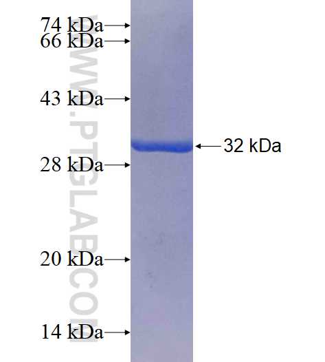 NRXN3 fusion protein Ag16293 SDS-PAGE