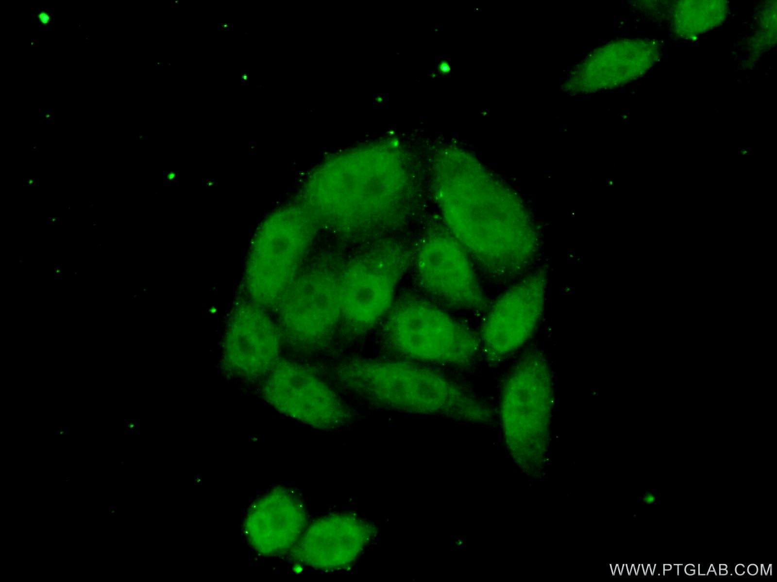 Immunofluorescence (IF) / fluorescent staining of HeLa cells using NSBP1 Polyclonal antibody (23955-1-AP)