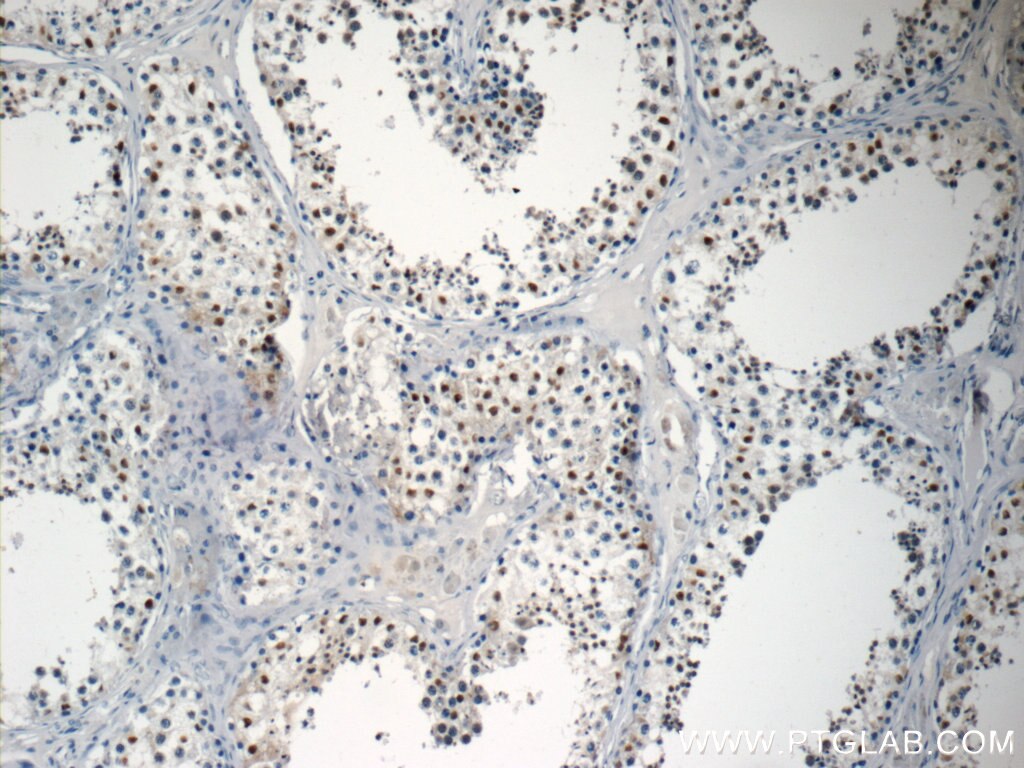 Immunohistochemistry (IHC) staining of human testis tissue using NSBP1 Polyclonal antibody (23955-1-AP)