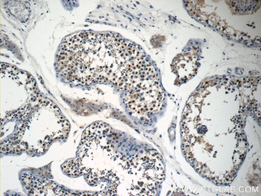 Immunohistochemistry (IHC) staining of human testis tissue using NSBP1 Polyclonal antibody (23955-1-AP)