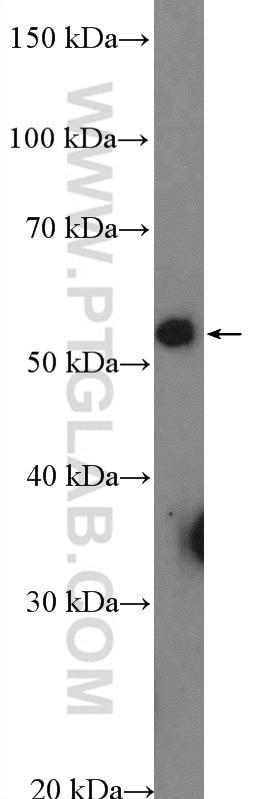 Western Blot (WB) analysis of HepG2 cells using NSBP1 Polyclonal antibody (23955-1-AP)