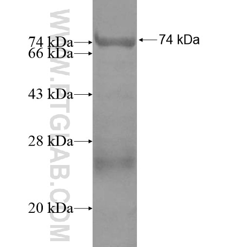 NSBP1 fusion protein Ag13035 SDS-PAGE