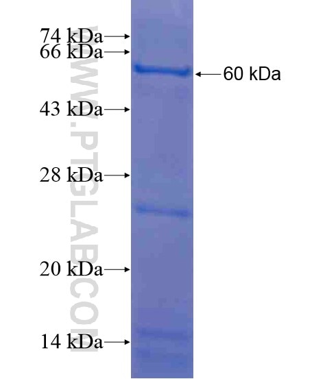 NSBP1 fusion protein Ag20884 SDS-PAGE