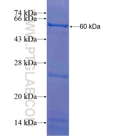 NSBP1 fusion protein Ag20884 SDS-PAGE