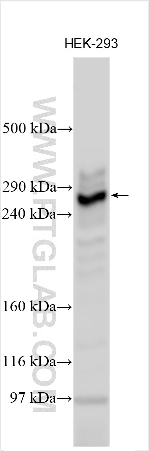 Western Blot (WB) analysis of various lysates using NSD1 Polyclonal antibody (27346-1-AP)