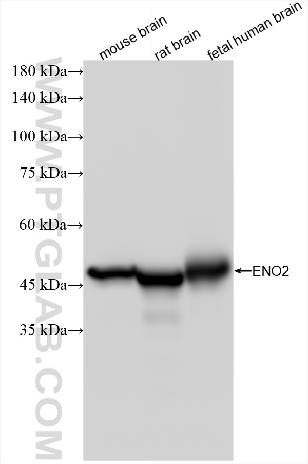 Western Blot (WB) analysis of various lysates using NSE Recombinant antibody (86332-1-RR)