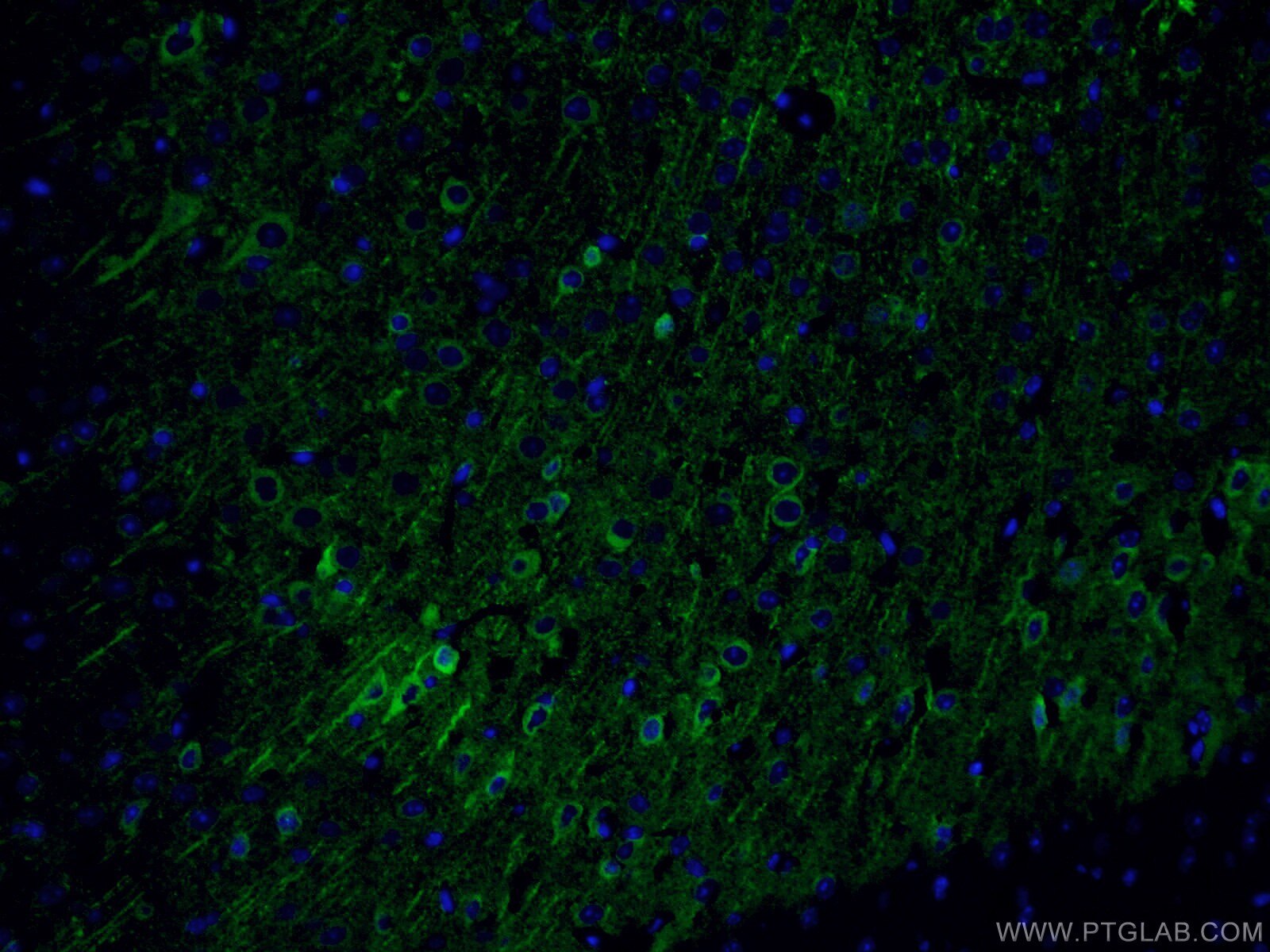 Immunofluorescence (IF) / fluorescent staining of mouse brain tissue using CoraLite® Plus 488-conjugated NSE Monoclonal antib (CL488-66150)