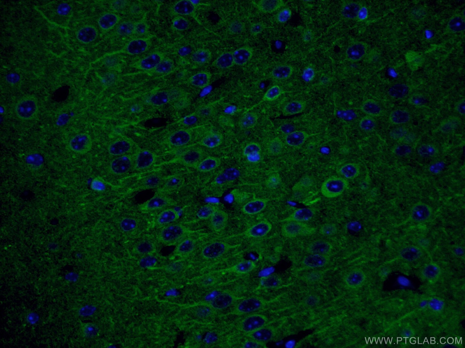 Immunofluorescence (IF) / fluorescent staining of mouse brain tissue using CoraLite® Plus 488-conjugated NSE Monoclonal antib (CL488-66150)