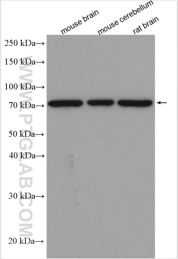 Western Blot (WB) analysis of various lysates using NSF Polyclonal antibody (21172-1-AP)