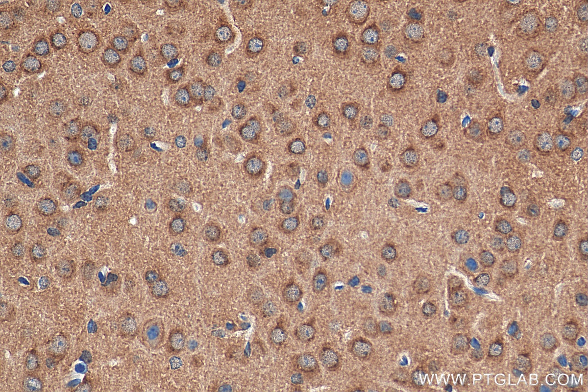 IHC staining of mouse brain using 28837-1-AP