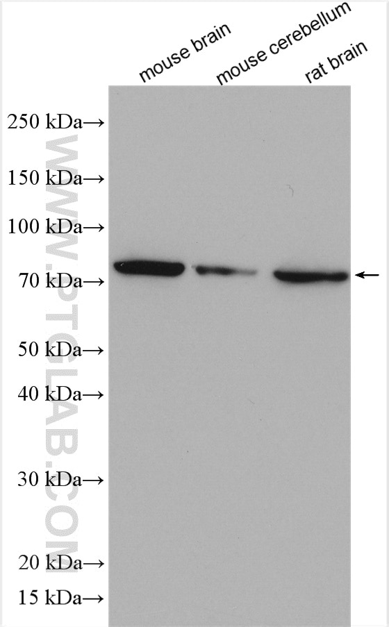 Western Blot (WB) analysis of various lysates using NSF Polyclonal antibody (28837-1-AP)