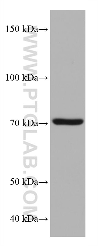Western Blot (WB) analysis of PC-12 cells using NSF Monoclonal antibody (68061-1-Ig)