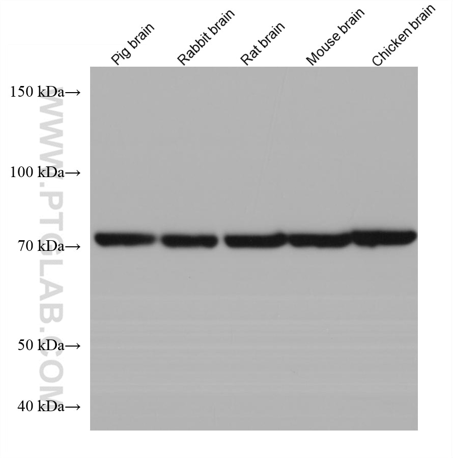 Western Blot (WB) analysis of various lysates using NSF Monoclonal antibody (68061-1-Ig)