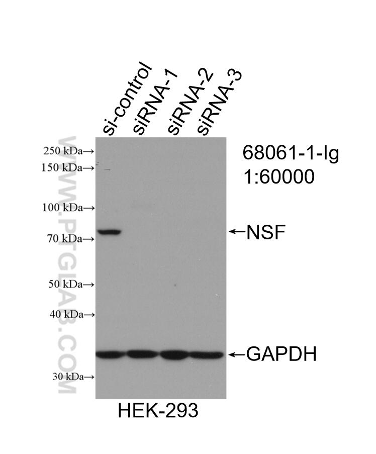 Western Blot (WB) analysis of HEK-293 cells using NSF Monoclonal antibody (68061-1-Ig)