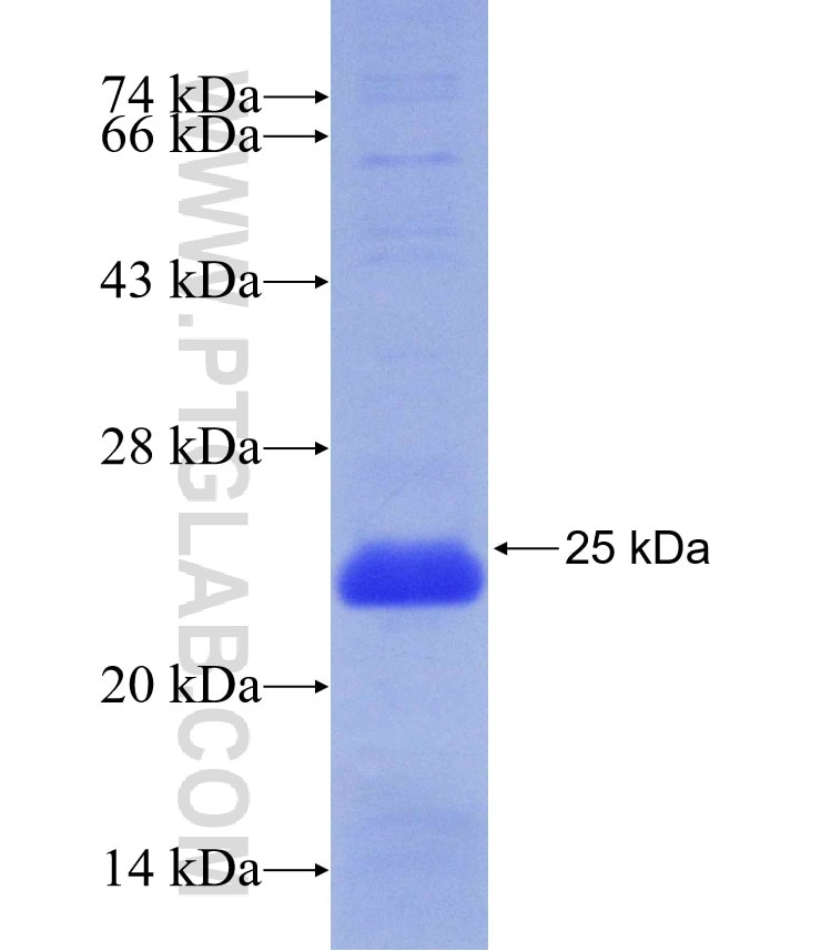NSF fusion protein Ag30229 SDS-PAGE