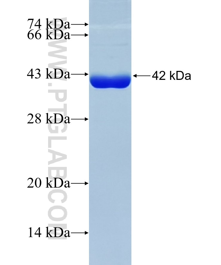 NSF fusion protein Ag15422 SDS-PAGE