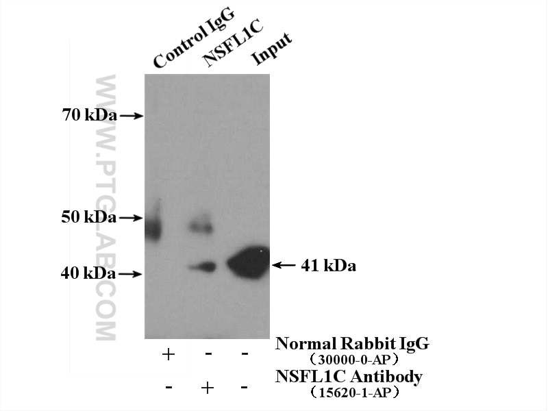 Immunoprecipitation (IP) experiment of HEK-293 cells using NSFL1C Polyclonal antibody (15620-1-AP)