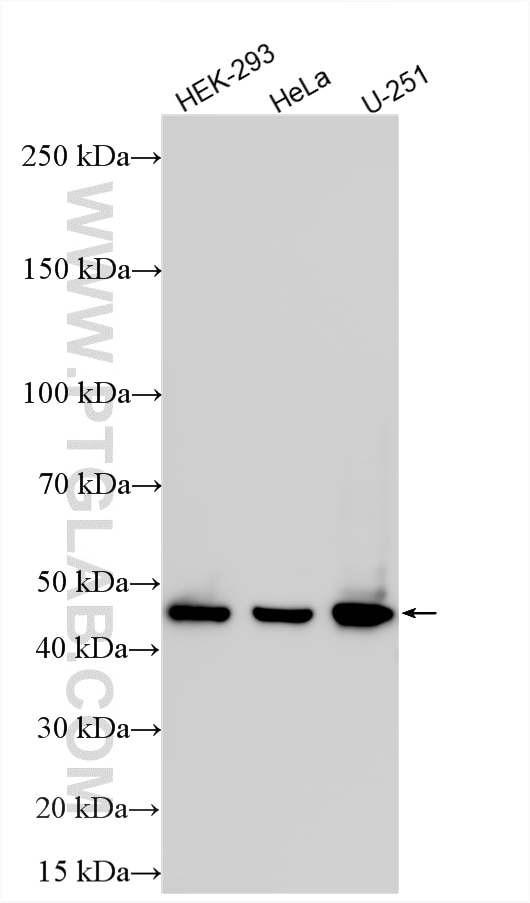 Western Blot (WB) analysis of various lysates using NSFL1C Polyclonal antibody (15620-1-AP)