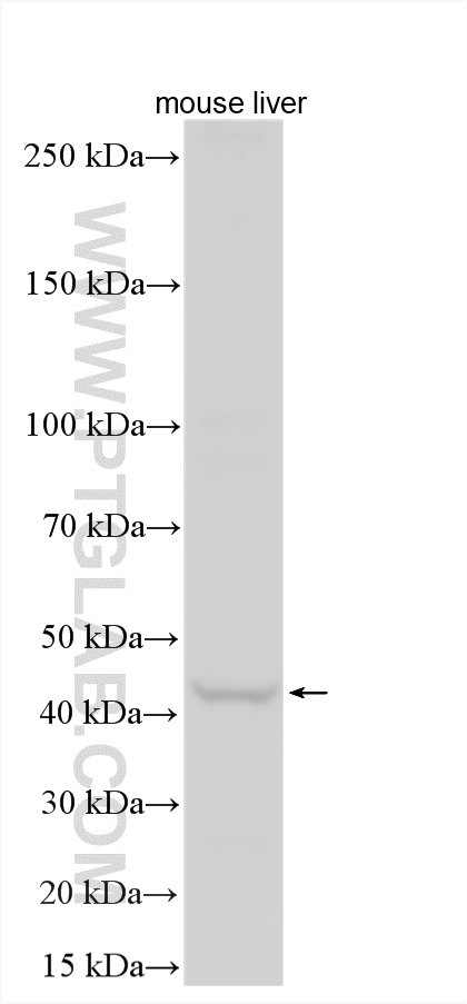 Western Blot (WB) analysis of various lysates using NSFL1C Polyclonal antibody (15620-1-AP)