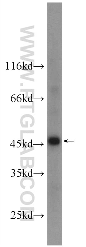 Western Blot (WB) analysis of HEK-293 cells using NSFL1C Polyclonal antibody (15620-1-AP)