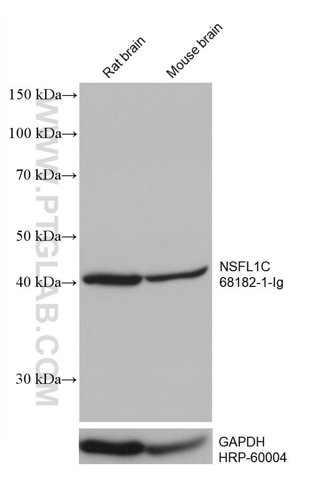 Western Blot (WB) analysis of various lysates using NSFL1C Monoclonal antibody (68182-1-Ig)