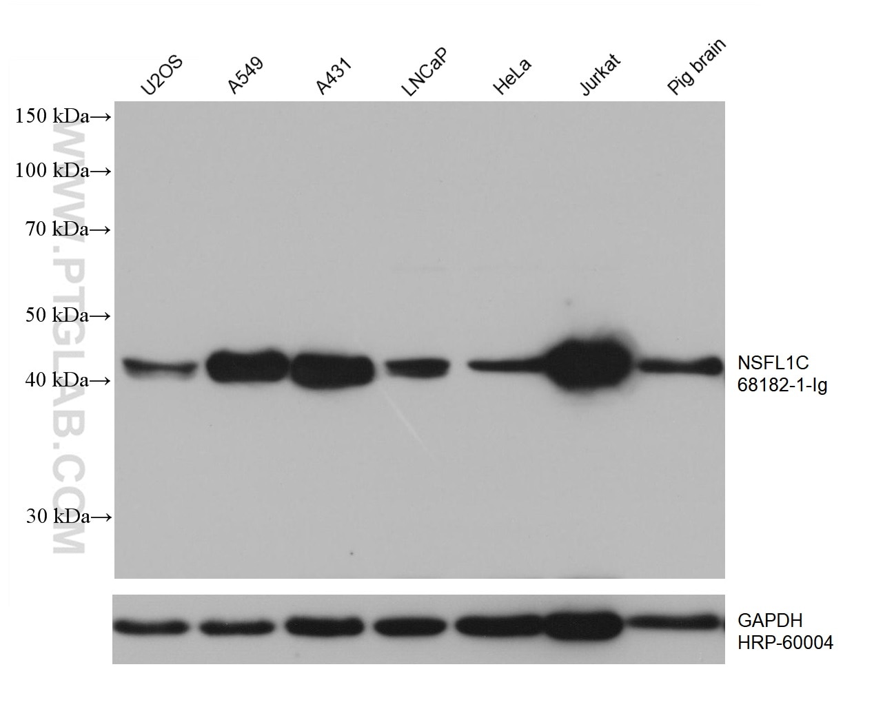 Western Blot (WB) analysis of various lysates using NSFL1C Monoclonal antibody (68182-1-Ig)
