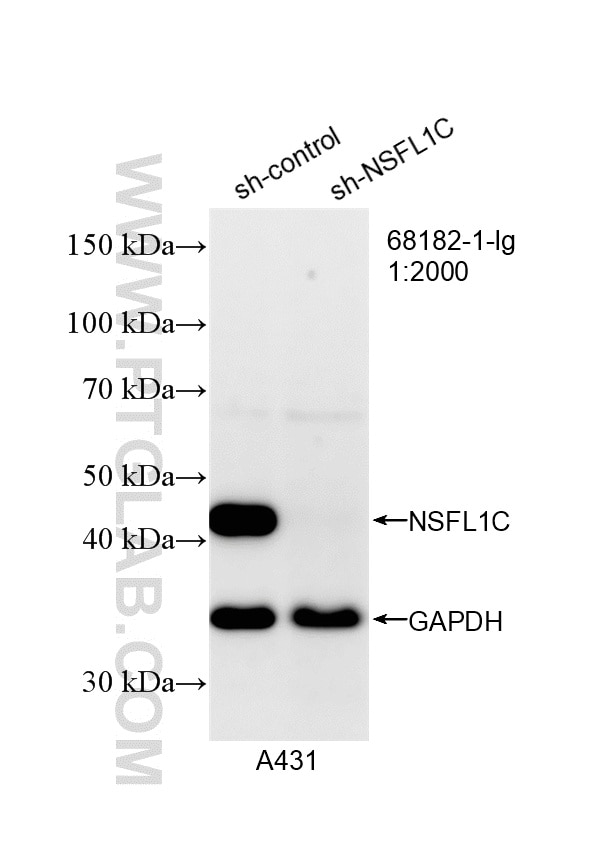 Western Blot (WB) analysis of A431 cells using NSFL1C Monoclonal antibody (68182-1-Ig)