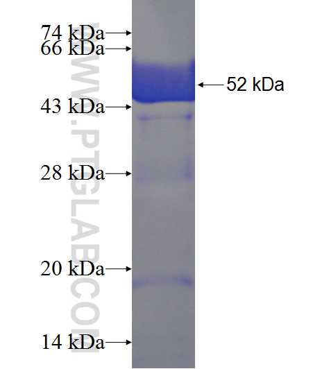 NSFL1C fusion protein Ag8040 SDS-PAGE