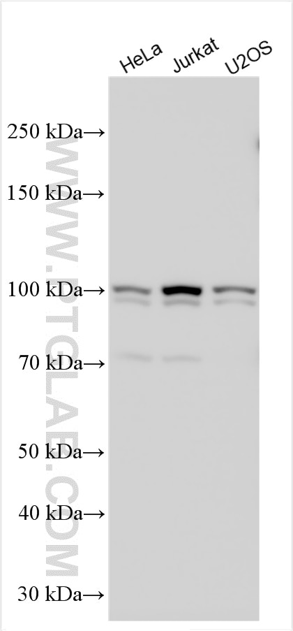 Western Blot (WB) analysis of various lysates using NSMAF Polyclonal antibody (19407-1-AP)