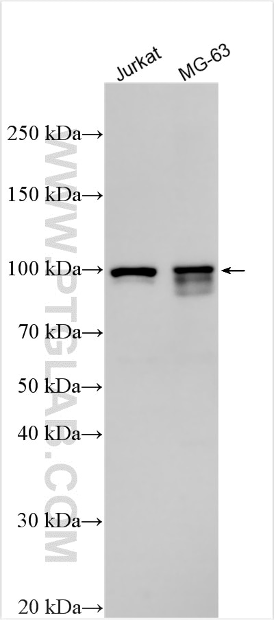 Western Blot (WB) analysis of various lysates using NSMAF Polyclonal antibody (19407-1-AP)