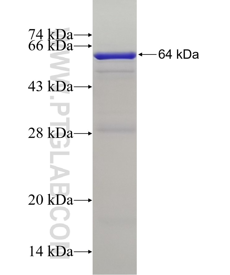 NSMAF fusion protein Ag5527 SDS-PAGE