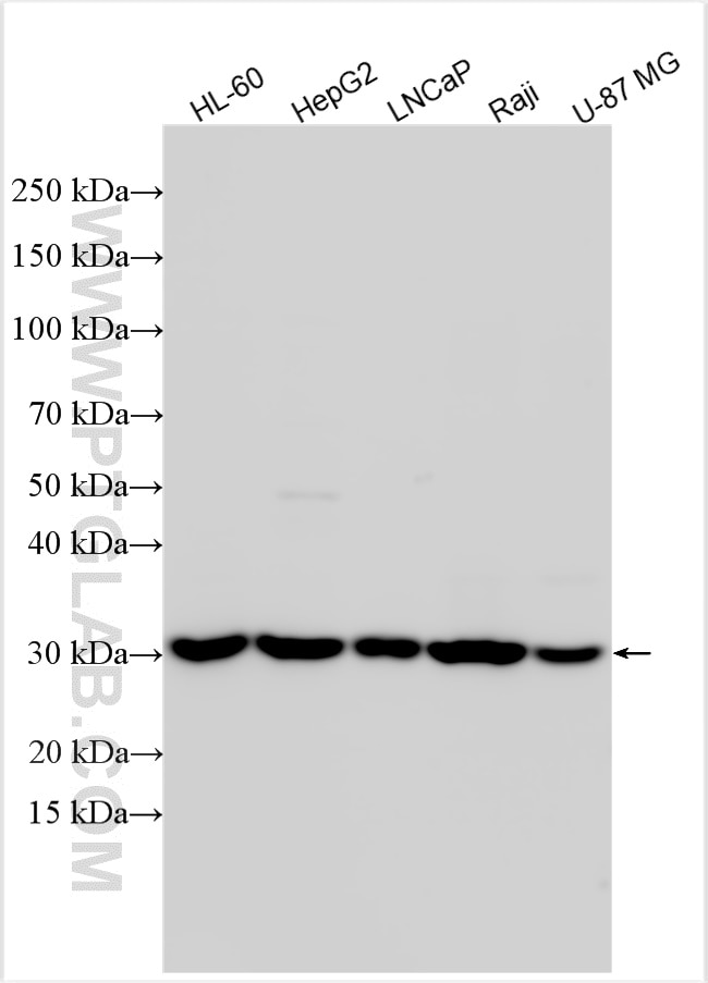 Western Blot (WB) analysis of various lysates using NSMCE1 Polyclonal antibody (32113-1-AP)