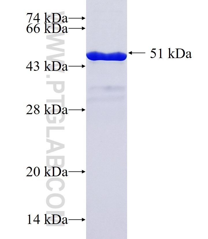 NSMCE1 fusion protein Ag36841 SDS-PAGE