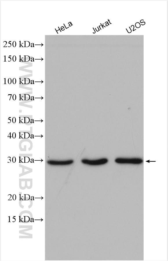 Western Blot (WB) analysis of various lysates using NSMCE2 Polyclonal antibody (13627-1-AP)