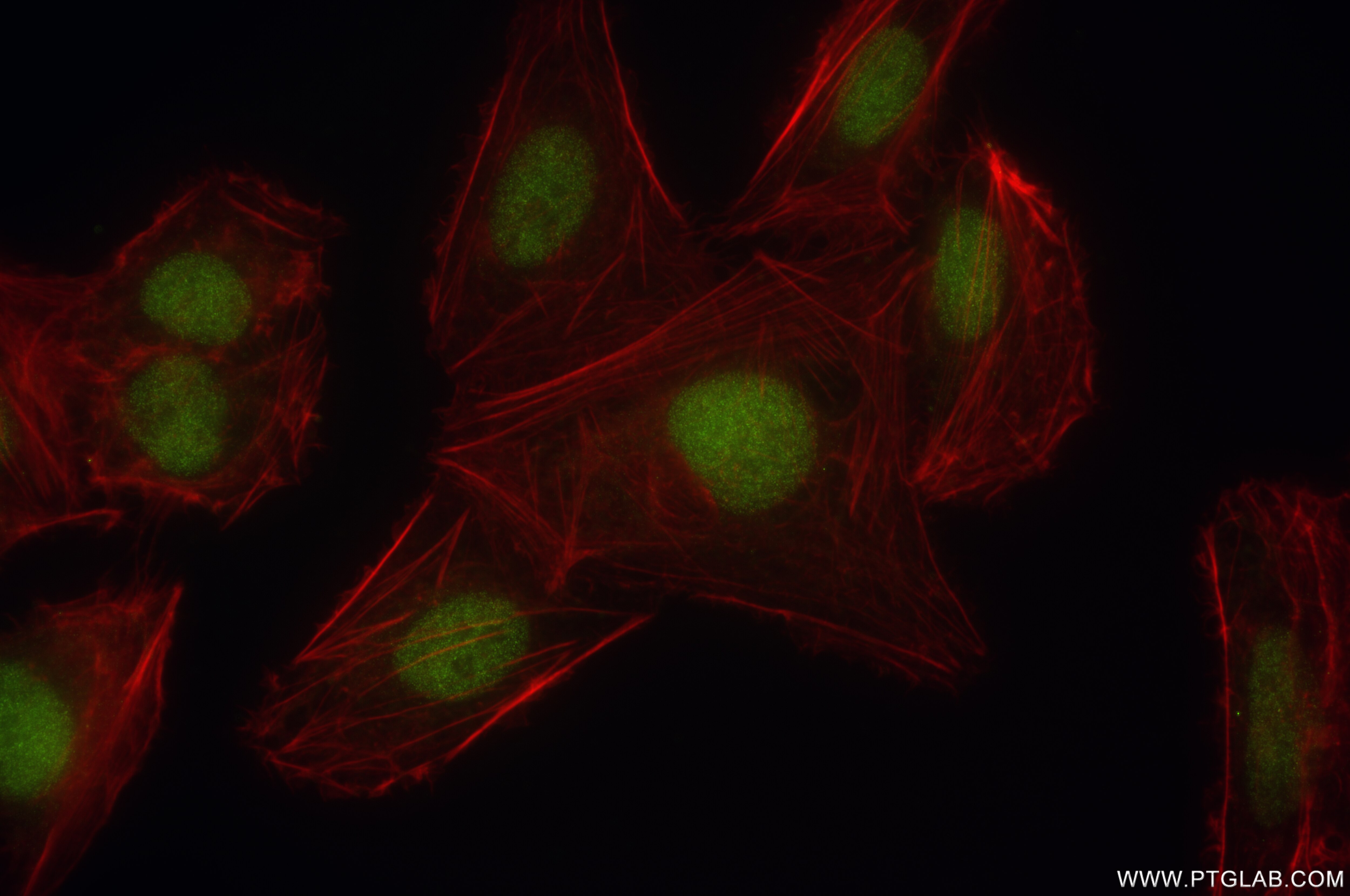 Immunofluorescence (IF) / fluorescent staining of U2OS cells using NSMCE2 Recombinant antibody (85188-4-RR)