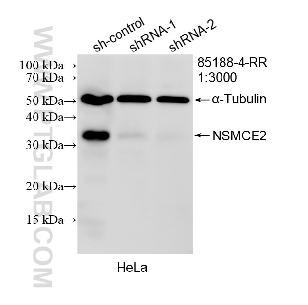 WB analysis of HeLa using 85188-4-RR Western Blot (WB) analysis of HeLa cells using NSMCE2 Recombinant monoclonal antibody (85188-4-RR)