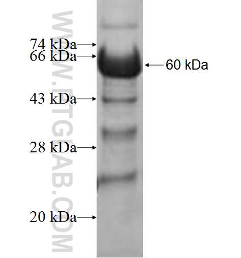 NSMCE2 fusion protein Ag4545 SDS-PAGE